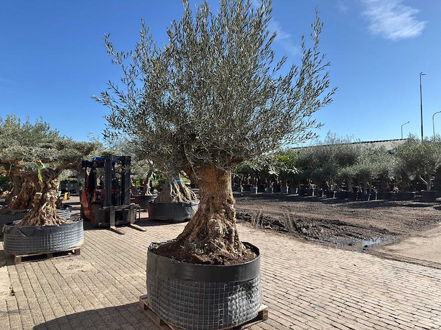 Olijfboom bonsai - olea europaea - 200 jaar oud - hoogte ca. 330 cm - afbeelding 7 van  11