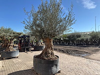 Olijfboom bonsai - olea europaea - 200 jaar oud - hoogte ca. 330 cm - afbeelding 7 van  11