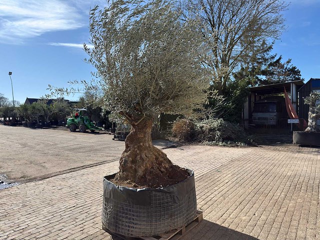 Olijfboom bonsai - olea europaea - 200 jaar oud - hoogte ca. 330 cm - afbeelding 8 van  11