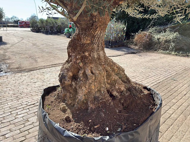 Olijfboom bonsai - olea europaea - 200 jaar oud - hoogte ca. 330 cm - afbeelding 9 van  11