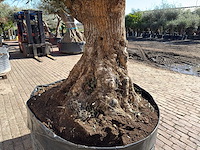 Olijfboom bonsai - olea europaea - 200 jaar oud - hoogte ca. 330 cm - afbeelding 10 van  11
