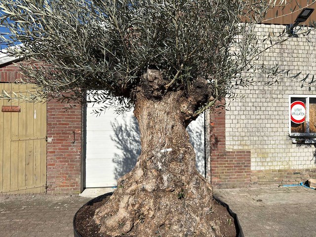 Olijfboom bonsai - olea europaea - 200 jaar oud - hoogte ca. 330 cm - afbeelding 11 van  11