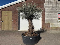Olijfboom bonsai - olea europaea - 50 jaar oud - hoogte ca. 250 cm - afbeelding 1 van  9