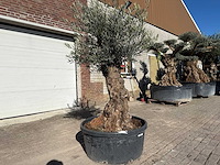 Olijfboom bonsai - olea europaea - 50 jaar oud - hoogte ca. 250 cm - afbeelding 2 van  9