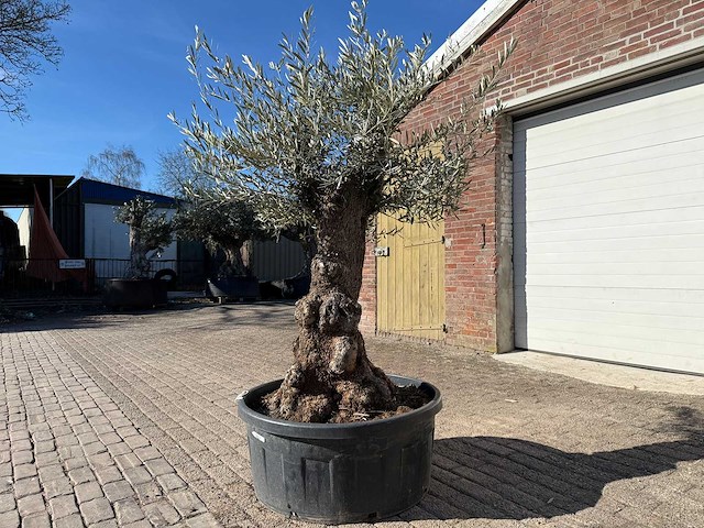 Olijfboom bonsai - olea europaea - 50 jaar oud - hoogte ca. 250 cm - afbeelding 3 van  9