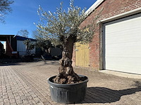 Olijfboom bonsai - olea europaea - 50 jaar oud - hoogte ca. 250 cm - afbeelding 3 van  9