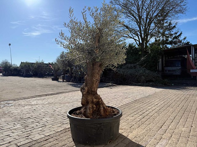 Olijfboom bonsai - olea europaea - 50 jaar oud - hoogte ca. 250 cm - afbeelding 4 van  9