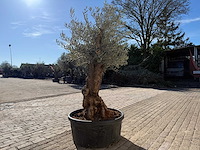Olijfboom bonsai - olea europaea - 50 jaar oud - hoogte ca. 250 cm - afbeelding 4 van  9