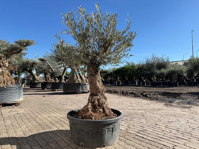 Olijfboom bonsai - olea europaea - 50 jaar oud - hoogte ca. 250 cm - afbeelding 5 van  9