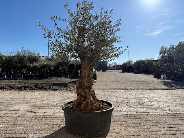 Olijfboom bonsai - olea europaea - 50 jaar oud - hoogte ca. 250 cm - afbeelding 6 van  9