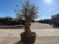 Olijfboom bonsai - olea europaea - 50 jaar oud - hoogte ca. 250 cm - afbeelding 6 van  9