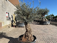 Olijfboom bonsai - olea europaea - 50 jaar oud - hoogte ca. 250 cm - afbeelding 7 van  9