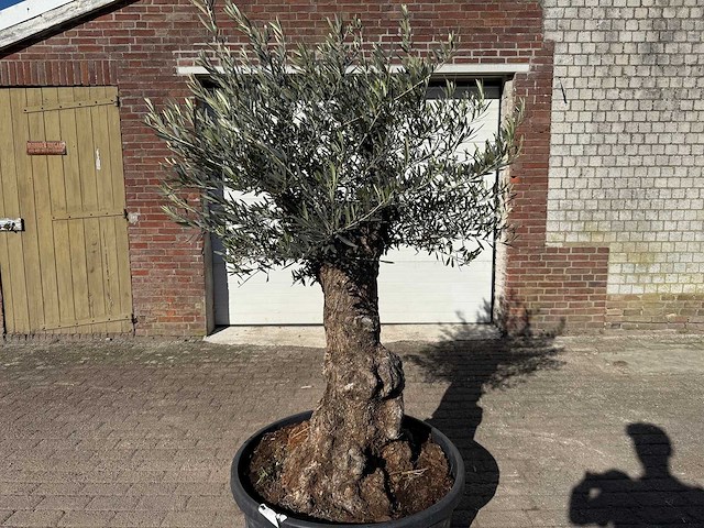 Olijfboom bonsai - olea europaea - 50 jaar oud - hoogte ca. 250 cm - afbeelding 8 van  9