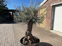 Olijfboom bonsai - olea europaea - 50 jaar oud - hoogte ca. 250 cm - afbeelding 9 van  9