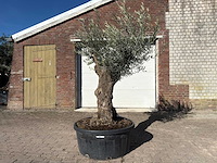 Olijfboom bonsai - olea europaea - 50 jaar oud - hoogte ca. 250 cm - afbeelding 1 van  9