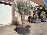 Olijfboom bonsai - olea europaea - 50 jaar oud - hoogte ca. 250 cm - afbeelding 2 van  9