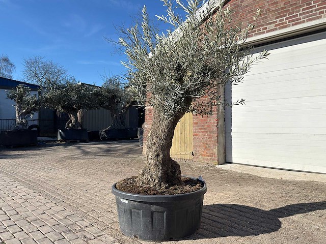 Olijfboom bonsai - olea europaea - 50 jaar oud - hoogte ca. 250 cm - afbeelding 3 van  9