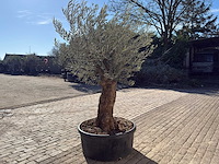 Olijfboom bonsai - olea europaea - 50 jaar oud - hoogte ca. 250 cm - afbeelding 4 van  9