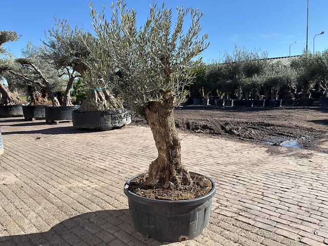 Olijfboom bonsai - olea europaea - 50 jaar oud - hoogte ca. 250 cm - afbeelding 5 van  9