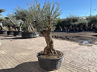 Olijfboom bonsai - olea europaea - 50 jaar oud - hoogte ca. 250 cm - afbeelding 5 van  9
