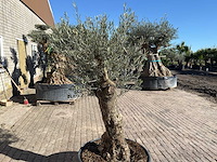 Olijfboom bonsai - olea europaea - 50 jaar oud - hoogte ca. 250 cm - afbeelding 6 van  9