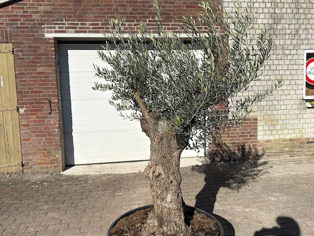 Olijfboom bonsai - olea europaea - 50 jaar oud - hoogte ca. 250 cm - afbeelding 7 van  9