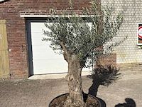 Olijfboom bonsai - olea europaea - 50 jaar oud - hoogte ca. 250 cm - afbeelding 7 van  9