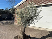 Olijfboom bonsai - olea europaea - 50 jaar oud - hoogte ca. 250 cm - afbeelding 8 van  9