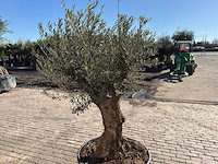 Olijfboom bonsai - olea europaea - 50 jaar oud - hoogte ca. 250 cm - afbeelding 9 van  9