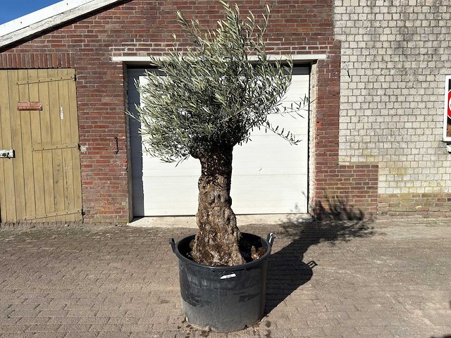 Olijfboom bonsai - olea europaea - 50 jaar oud - hoogte ca. 250 cm - afbeelding 1 van  9