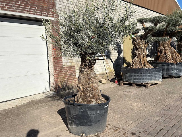 Olijfboom bonsai - olea europaea - 50 jaar oud - hoogte ca. 250 cm - afbeelding 2 van  9