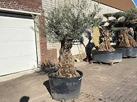 Olijfboom bonsai - olea europaea - 50 jaar oud - hoogte ca. 250 cm - afbeelding 2 van  9