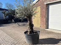 Olijfboom bonsai - olea europaea - 50 jaar oud - hoogte ca. 250 cm - afbeelding 3 van  9