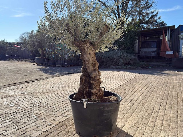 Olijfboom bonsai - olea europaea - 50 jaar oud - hoogte ca. 250 cm - afbeelding 4 van  9