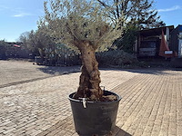Olijfboom bonsai - olea europaea - 50 jaar oud - hoogte ca. 250 cm - afbeelding 4 van  9