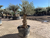 Olijfboom bonsai - olea europaea - 50 jaar oud - hoogte ca. 250 cm - afbeelding 5 van  9