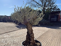 Olijfboom bonsai - olea europaea - 50 jaar oud - hoogte ca. 250 cm - afbeelding 6 van  9