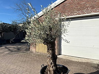 Olijfboom bonsai - olea europaea - 50 jaar oud - hoogte ca. 250 cm - afbeelding 7 van  9