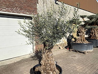 Olijfboom bonsai - olea europaea - 50 jaar oud - hoogte ca. 250 cm - afbeelding 8 van  9