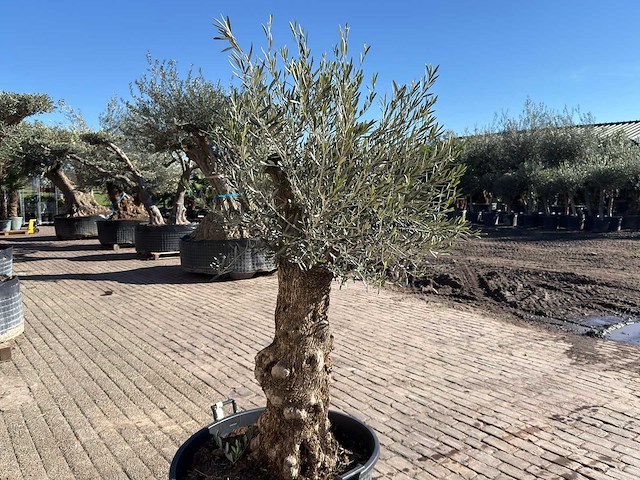 Olijfboom bonsai - olea europaea - 50 jaar oud - hoogte ca. 250 cm - afbeelding 9 van  9