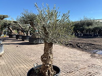 Olijfboom bonsai - olea europaea - 50 jaar oud - hoogte ca. 250 cm - afbeelding 9 van  9