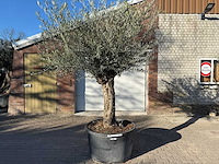 Olijfboom bonsai - olea europaea - 50 jaar oud - hoogte ca. 250 cm - afbeelding 1 van  7