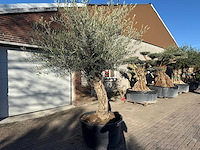 Olijfboom bonsai - olea europaea - 50 jaar oud - hoogte ca. 250 cm - afbeelding 2 van  7