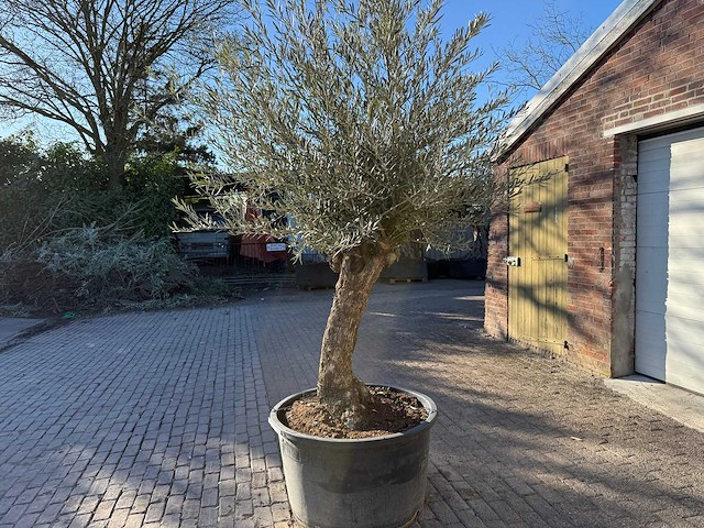 Olijfboom bonsai - olea europaea - 50 jaar oud - hoogte ca. 250 cm - afbeelding 3 van  7