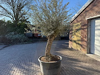 Olijfboom bonsai - olea europaea - 50 jaar oud - hoogte ca. 250 cm - afbeelding 3 van  7