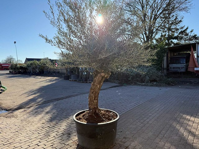 Olijfboom bonsai - olea europaea - 50 jaar oud - hoogte ca. 250 cm - afbeelding 4 van  7