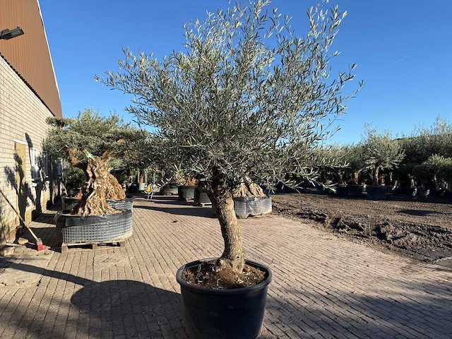 Olijfboom bonsai - olea europaea - 50 jaar oud - hoogte ca. 250 cm - afbeelding 5 van  7