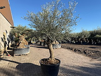 Olijfboom bonsai - olea europaea - 50 jaar oud - hoogte ca. 250 cm - afbeelding 5 van  7