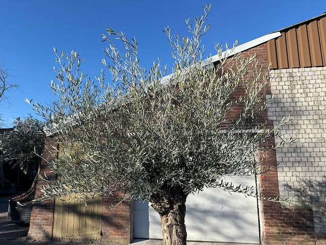 Olijfboom bonsai - olea europaea - 50 jaar oud - hoogte ca. 250 cm - afbeelding 6 van  7
