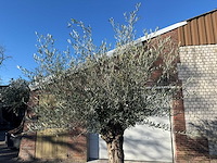 Olijfboom bonsai - olea europaea - 50 jaar oud - hoogte ca. 250 cm - afbeelding 6 van  7